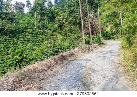 Road Through Coffee Plantantions Near Manizales, Colombia