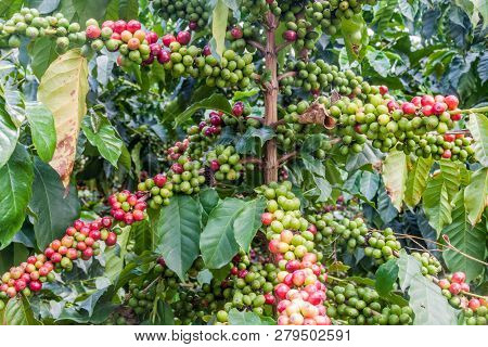 Coffee Plant On A Plantation Near Manizales, Colombia