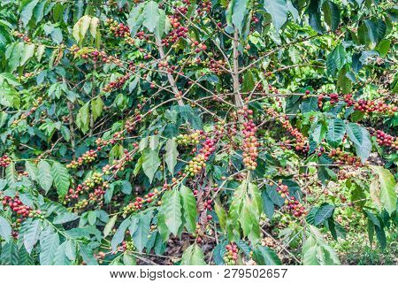 Detail Of A Coffee Plant At A Plantantion Near Manizales, Colombia