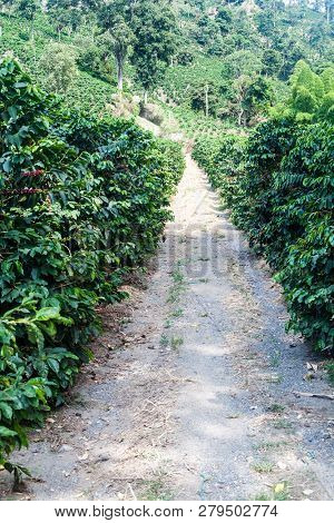 Road Through Coffee Plantantions Near Manizales, Colombia