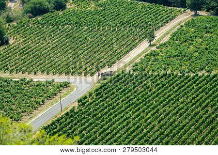 View On Red Or Rose Wine Grapes Vineyards In France, Vaucluse, Gigondas Domain Or Chateau Vineyard D