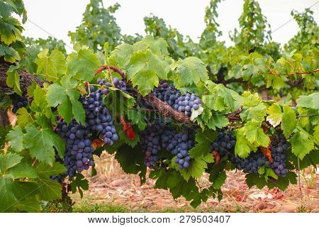 French Red And Rose Wine Grapes Plant, First New Harvest Of Wine Grape In France, Costieres De Nimes