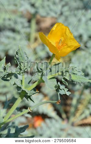 Yellow Horned Poppy Flower - Latin Name - Glaucium Flavum