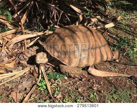 Old Turtle On Land In Kauai, Hawaii