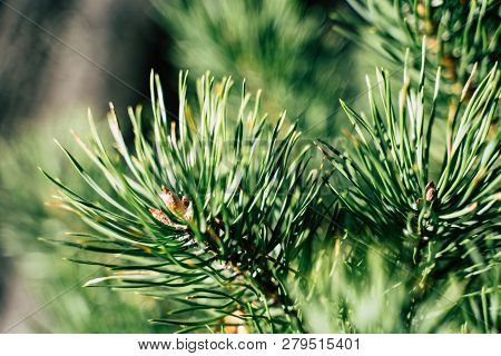 Closeup View Of The Spruce Needles - Blurred Background  Wallpaper With Copyspace