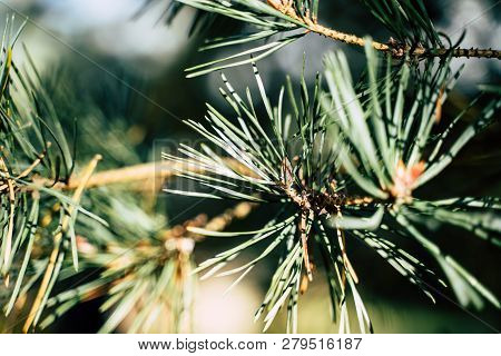 Closeup View Of The Spruce Needles