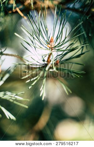 Closeup View Of The Spruce Needles