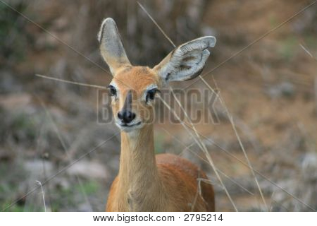 Steenbok