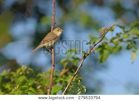 Eurasian Reed Warbler Perched On A Raspberry Cane