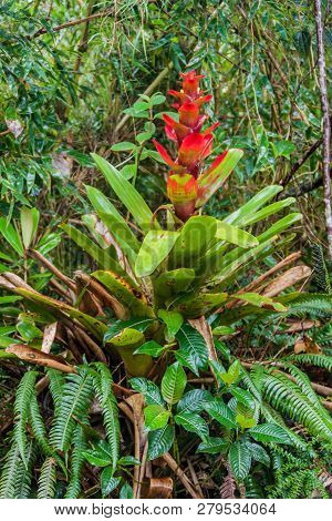 Bromeliad In National Park Podocarpus In Southern Ecuador