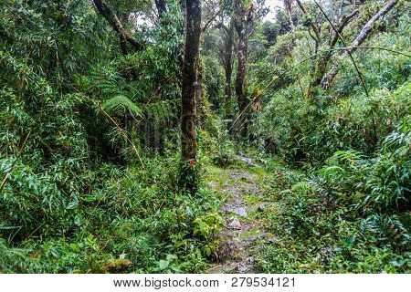 Trekking Trail In National Park Podocarpus In Southern Ecuador