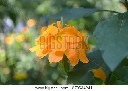 Orange Crossandra Flower, Crossandra Sp., Central Of Thailand