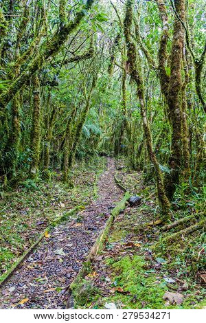 Trekking Trail In National Park Podocarpus In Southern Ecuador