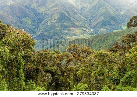 Cloud Forest In National Park Podocarpus In Southern Ecuador