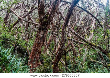Forest Of Polylepis Trees In National Park Cajas, Ecuador