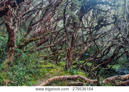 Forest Of Polylepis Trees In National Park Cajas, Ecuador