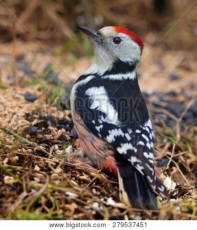 Middle Spotted Woodpecker Sitting On The Ground Near A Feeder In The Forest