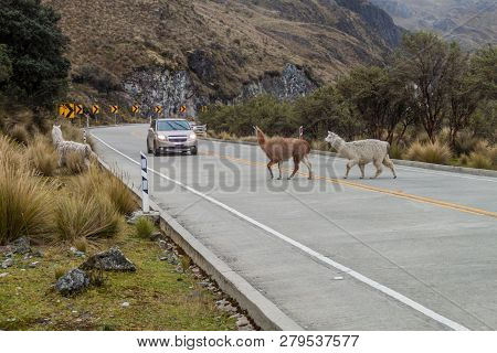 Crossing Llamas And A Car At The Road Cuenca - Guyaquil In National Park Cajas, Ecuador
