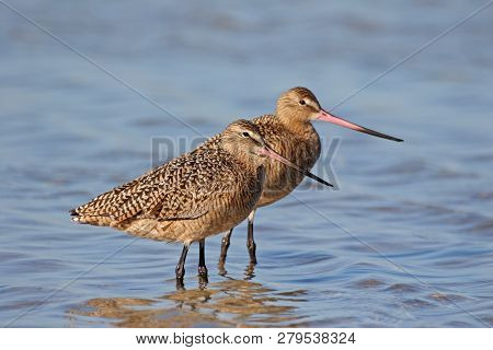 Marbled Godwit, Limosa Fedoa, On The Shallows Of Fort De Soto State Park, Florida.