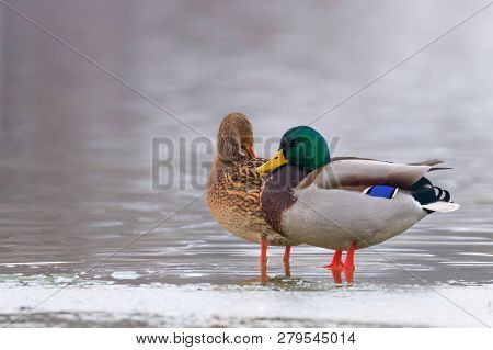 Wild Duck Pair On Ice In Winter Time (anas Platyrhynchos)
