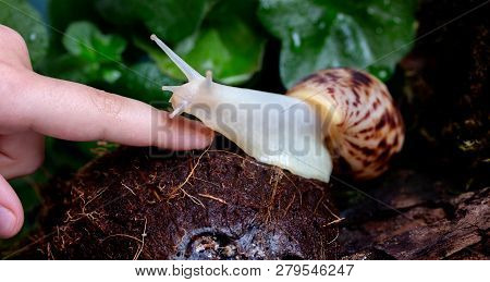 The Snail Crawls On Kakos To The Finger Of The Child. Communication Of The Child And Animals.