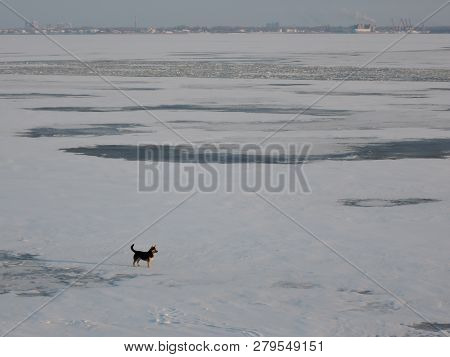 The Dog Stands Frozen In The Middle Of A Large River And Around Polynyas.