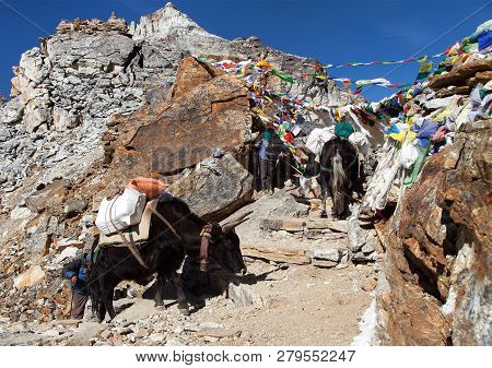 Caravan Of Yaks And Woman In Renjo La Pass Near Mount Everest, Three Passes Trek, Khumbu Valley, Nep