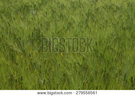 Field Of Durum Wheat In The Late Spring In The Middle Of The Day In Clear Weather.