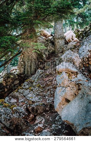 Sheeps On The Steep Rocky Slope In Old Pine Trees Forest. Highlands On Kefalonia Island. Greece