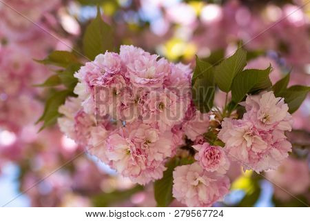 Beauriful Flowers In The Garden In Spring
