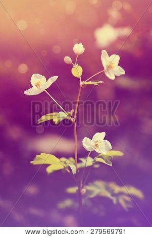 Close Up Photo Of A Wildflowers With Pastel Color