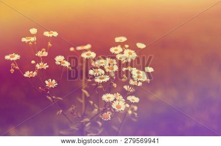 Close Up Photo Of A Wildflowers With Pastel Color