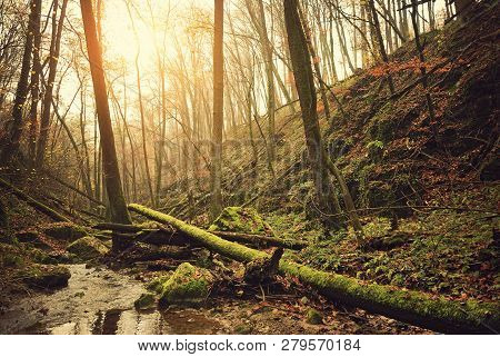 Flowing Stream In Sunny Autumn Forest Scene