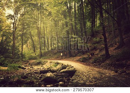 Photo Of A Footpath In The Summer Forest