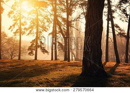 Tall Pine Trees On The Sunny Park