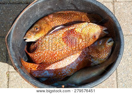 Orange Ballan Wrasses In A Bucket After Fishing In Brittany