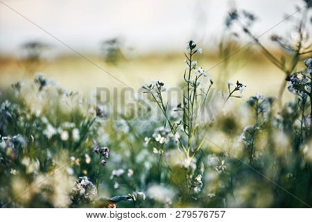 Field Planting At Sunset. White And Lila Purple Flowers In The Front, Detail With Bokeeh