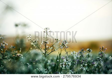 Field Planting At Sunset. White And Lila Purple Flowers In The Front, Detail With Bokeeh