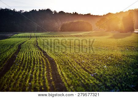 Corn Field On An Autumn Evening On Sunset While The Sun Is Flareing Into The Lense With Dust Particl