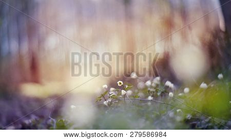 Blurred Background With Spring Primroses - White Flowers Of An Anemony