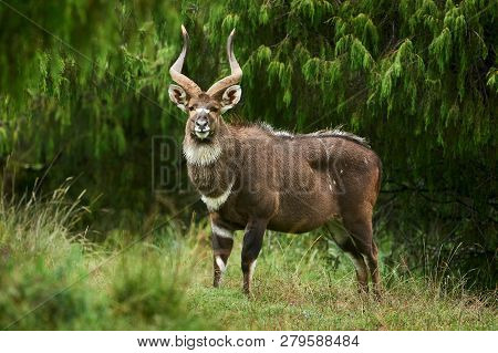 Mountain Nyala (tragelaphus Buxtoni), A Beautiful Endangered Antelope That Lives In A Small Area Of 