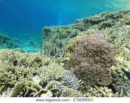 Red Sea Coral Reef Off Sharm El Sheikh, Egypt