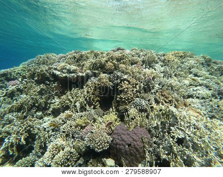 Red Sea Coral Reef Off Sharm El Sheikh, Egypt