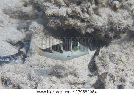 Crowned Toby On Coral Reef In Red Sea Off Dahab, Egypt