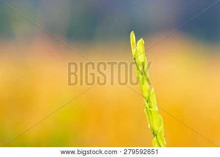 Rice Grains Among Organic Rice Fields And Morning Sunlight. Concept Of Agricultural Or Farmer.