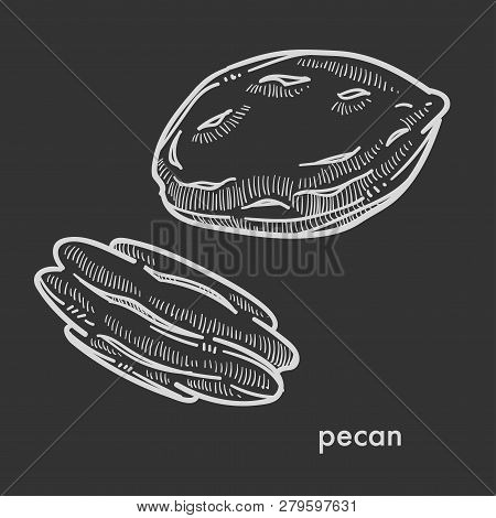 Pecan Nut In Solid Shell. Delicious Organic Product Full Of Vitamins And Minerals.