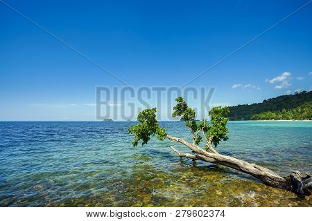 Amazing Tree Lay Down Into The Sea In Koh Chang, Trad Province, Thailand.