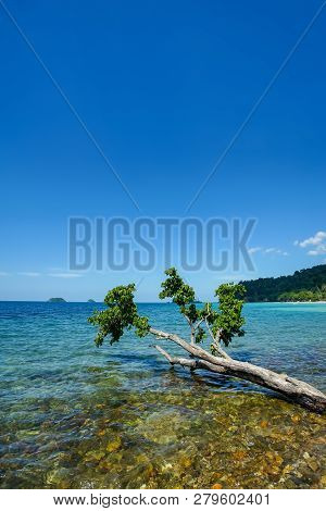 Amazing Tree Lay Down Into The Sea In Koh Chang, Trad Province, Thailand.