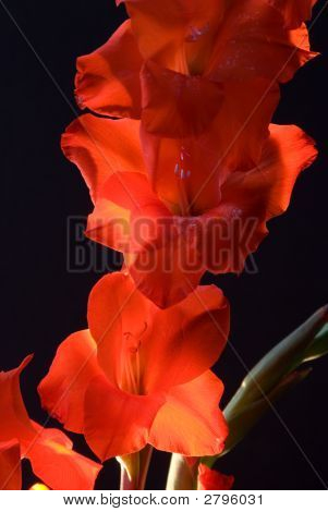 Gladiolas 3