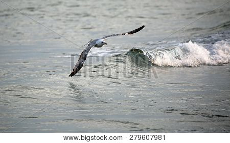 White Seagull Free Flight Over The Rough Sea